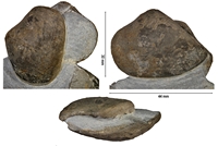 Laevaptychus latus